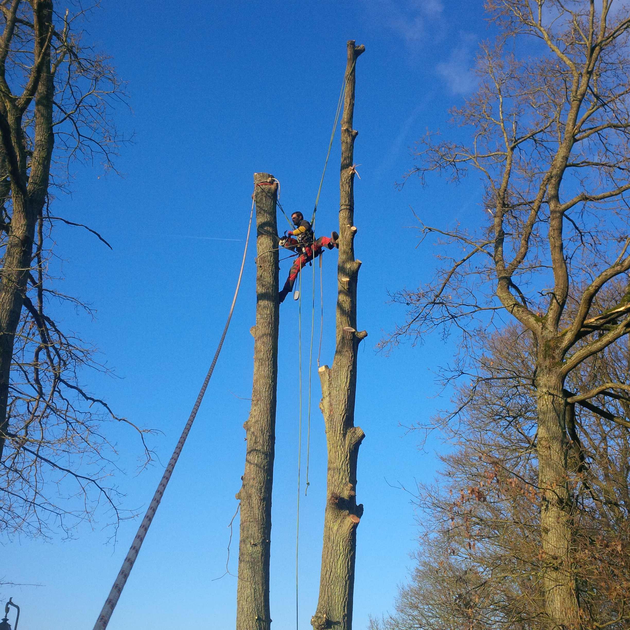 elagage abattage Boissy le Châtel 77169